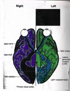 Cydcor-Sales-Left-Brain