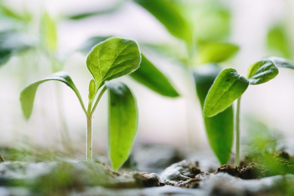 just like spring plants, you can grow into a new career