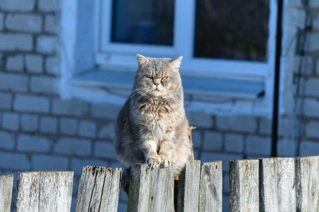 Cat perched on fence